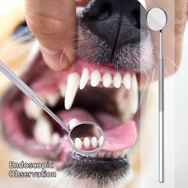 6 ชิ้น อุปกรณ์กำจัดหินปูนสำหรั - Teeth Whitening Mouthwash บทวิจารณ์และราคา